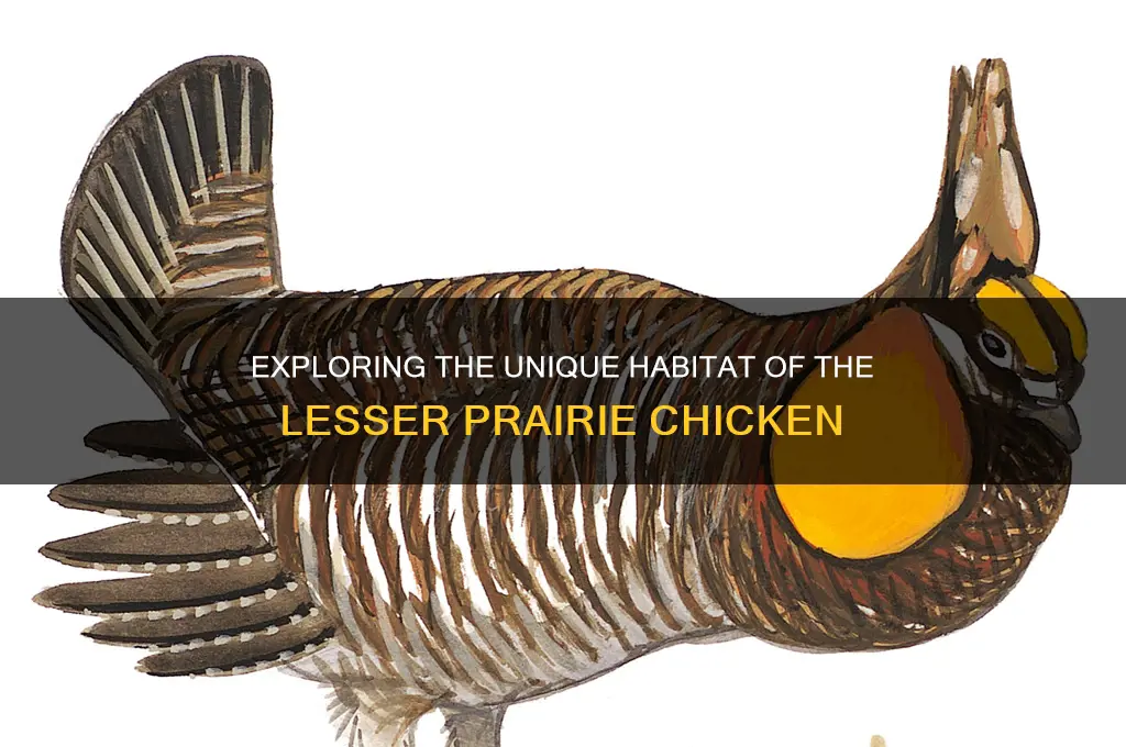 what is a lesser prairie chicken habitat