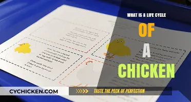 Understanding the Fascinating Life Cycle of a Chicken: From Egg to Adult