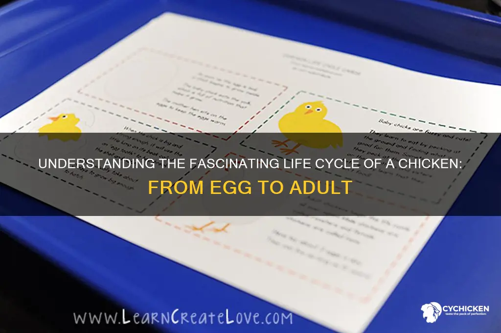 what is a life cycle of a chicken