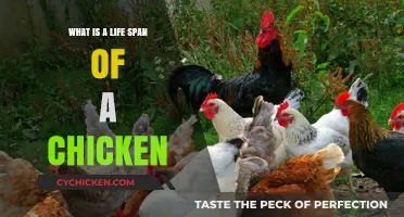 Understanding the Average Life Span of a Chicken: Facts and Insights