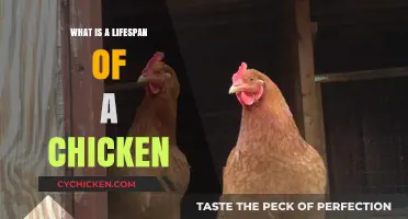 Understanding the Average Lifespan of a Chicken: Factors and Care Tips