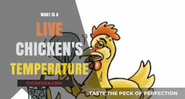 Understanding the Normal Body Temperature of Live Chickens
