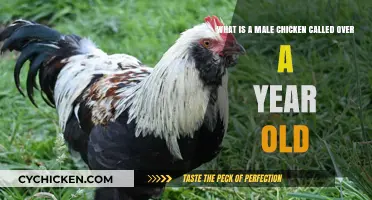 Old Male Chickens: What Are They Called?
