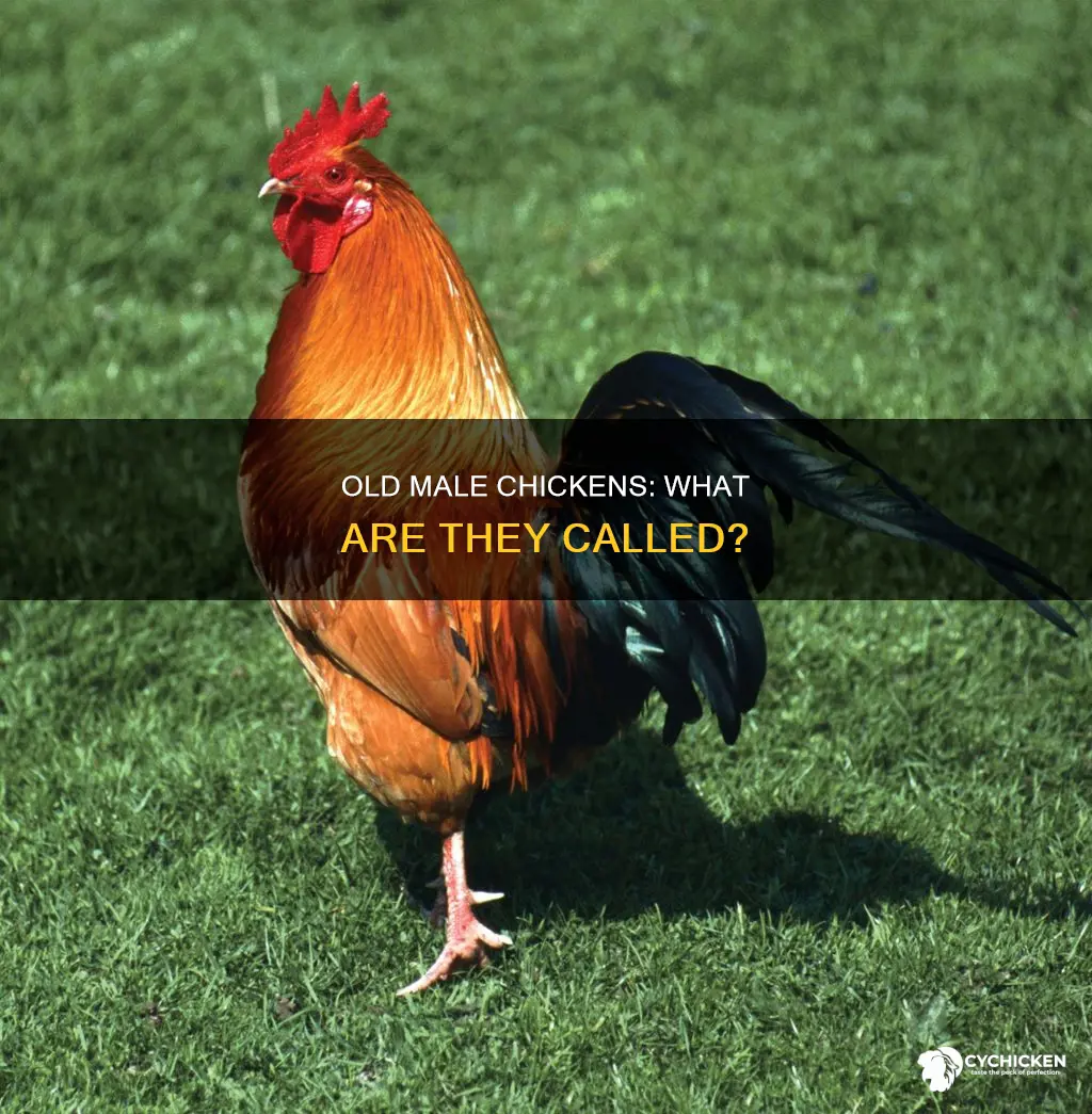 what is a male chicken called over a year old
