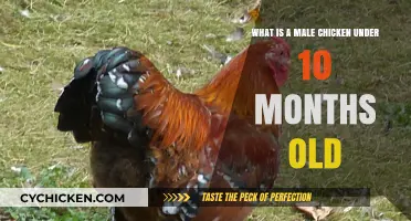 Young Male Chickens: What Are They Called?
