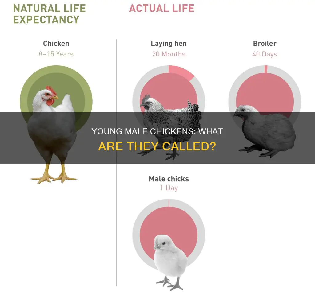 what is a male chicken under 10 months old