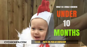 Understanding Young Roosters: What is a Male Chicken Under 10 Months?