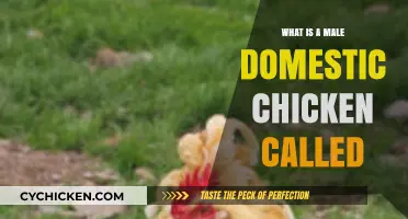 What’s a Male Domestic Chicken Called? Discover the Rooster’s Role