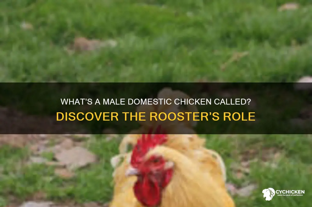 what is a male domestic chicken called