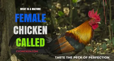 Understanding Poultry: The Proper Name for a Mature Female Chicken