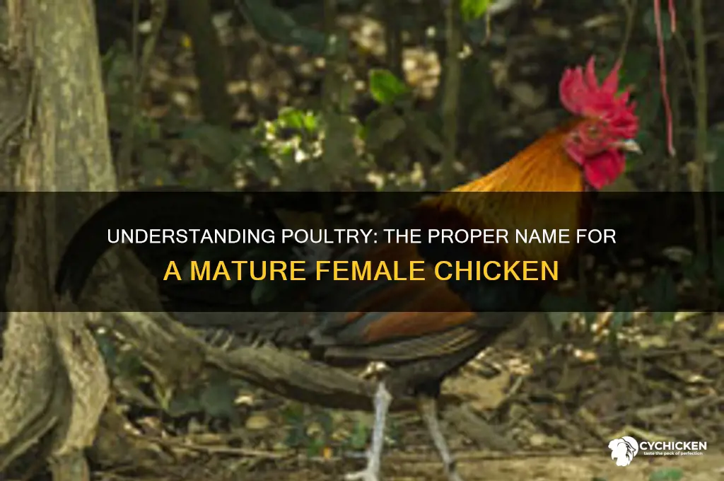 what is a mature female chicken called