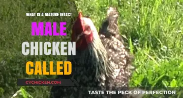 Understanding the Term for a Mature Intact Male Chicken