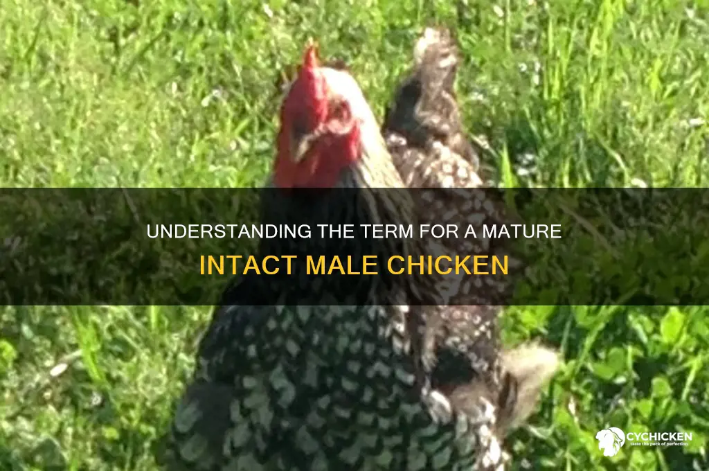 what is a mature intact male chicken called