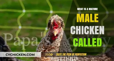Understanding Poultry: What is a Mature Male Chicken Called?