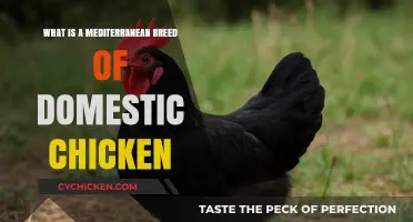 Discover the Mediterranean Breed: A Unique Domestic Chicken Variety
