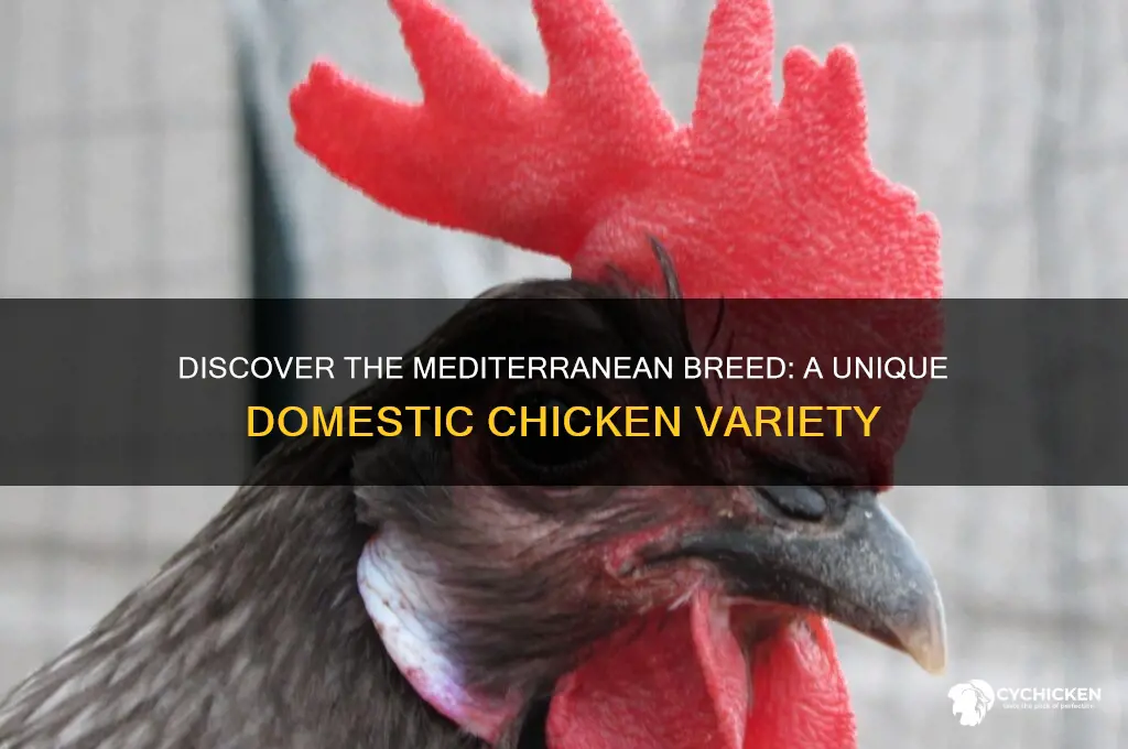 what is a mediterranean breed of domestic chicken