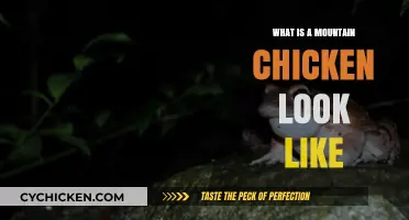 Discover the Unique Appearance of the Mountain Chicken Frog
