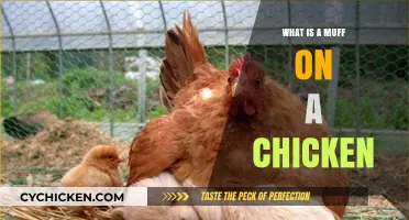 Understanding the Muff: A Unique Feature on Certain Chicken Breeds