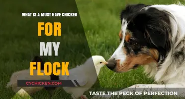 Best Chicken Breeds to Add to Your Flock