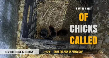 Discovering the Adorable Collective Name for a Nest of Chicks