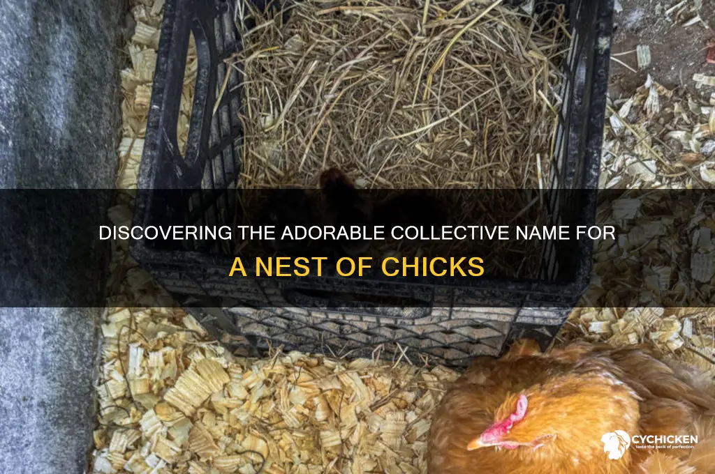 what is a nest of chicks called
