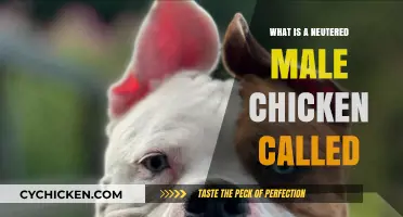 Neutered Male Chickens: Understanding the Term and Its Implications