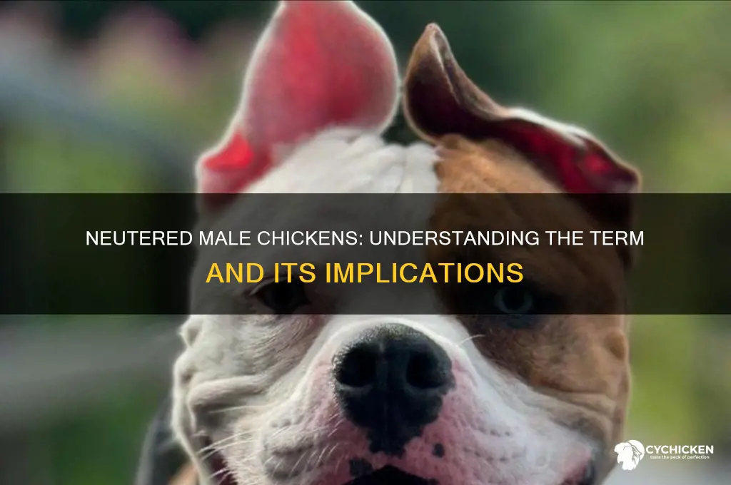 what is a neutered male chicken called