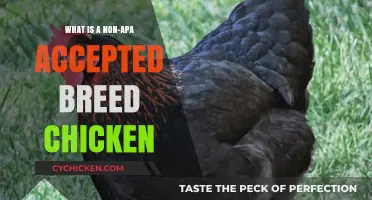 Understanding Non-APA Chicken Breeds: Characteristics and Care Tips