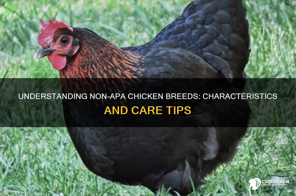 what is a non-apa accepted breed chicken