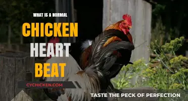 Understanding a Chicken's Heart Rate: What's Normal and Why It Matters