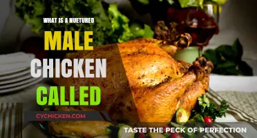 Understanding Capons: The Term for Neutered Male Chickens Explained