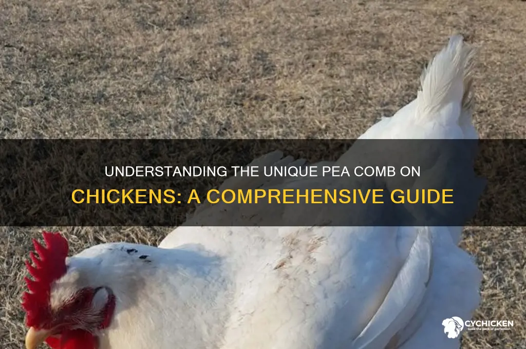 what is a pea comb on a chicken