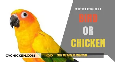 The Importance of Perches for Birds and Chickens