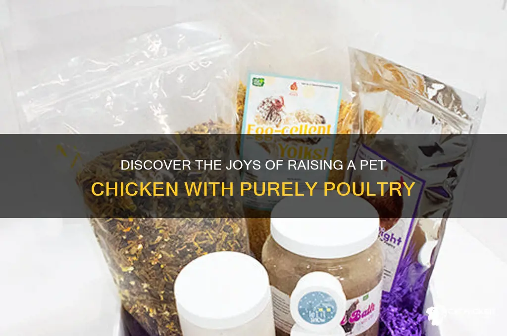 what is a pet chicken purely poultry blog