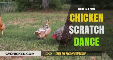 Pima Chicken Scratch Dance: Unveiling the Cultural Rhythm and History
