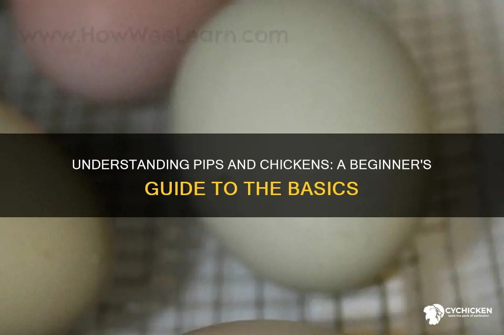 what is a pip and a chicken