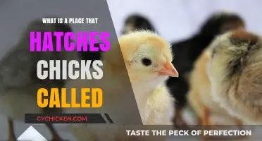 Discovering the Chick Hatchery: What is a Place That Hatches Chicks Called?