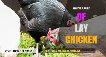 Understanding Point of Lay Chickens: A Beginner's Guide to Egg Production