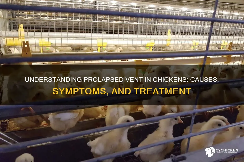 what is a prolapsed vent in a chicken