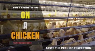 Understanding Prolapsed Vents in Chickens: Causes, Symptoms, and Treatment