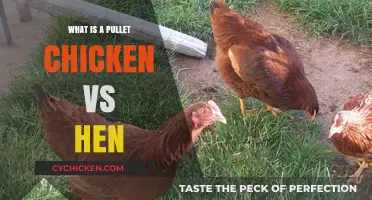 Pullet vs Hen: Understanding the Difference in Chicken Terminology