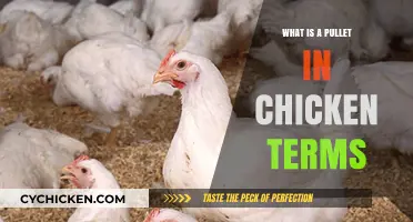 Understanding Pullets: A Beginner's Guide to Young Hens in Poultry