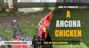 Discover the Purpose and Benefits of Ancona Chickens