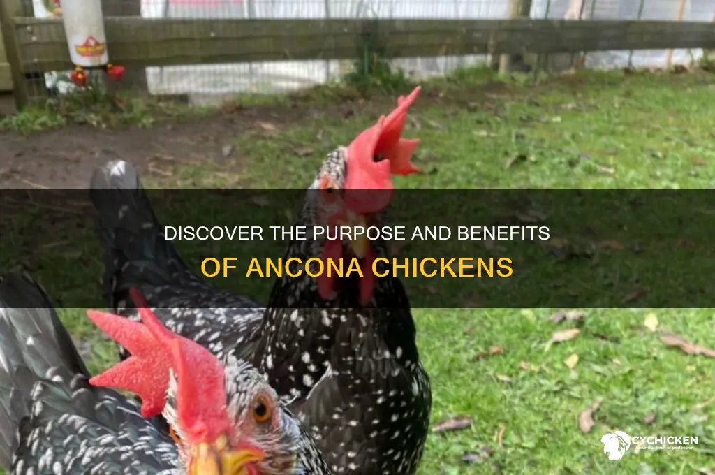 what is a puroose of a ancona chicken