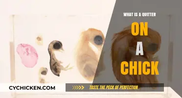 Understanding the Term 'Quitter' in Chick Embryo Development