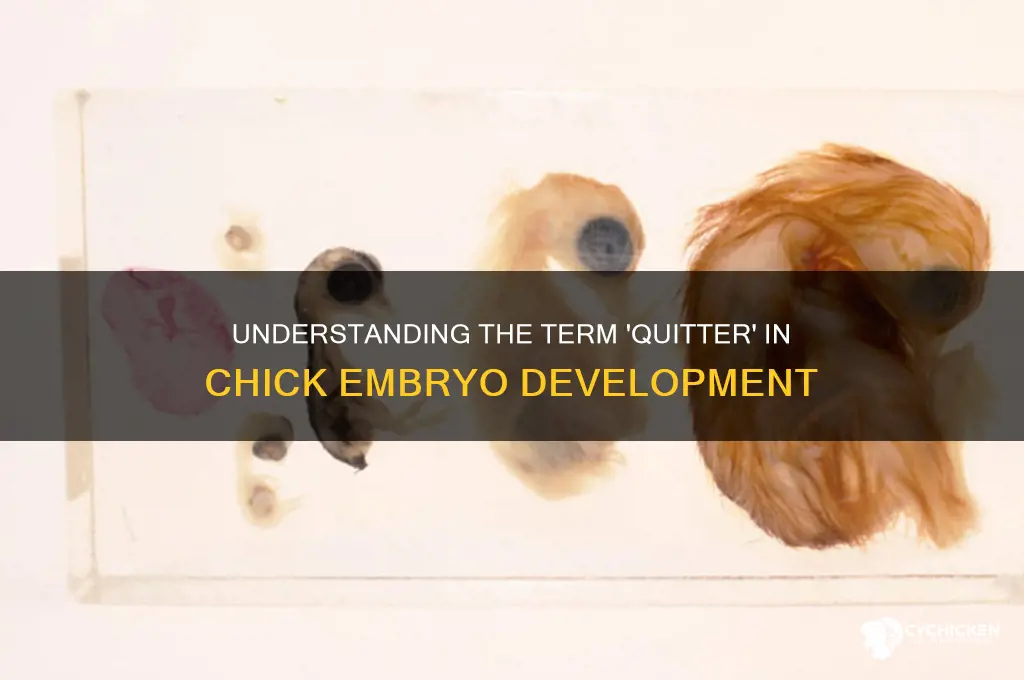 what is a quitter on a chick