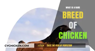 Discovering the Unique World of Rare Chicken Breeds