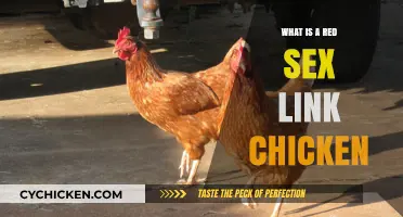 Understanding Red Sex Link Chickens: Traits, Care, and Breeding Basics