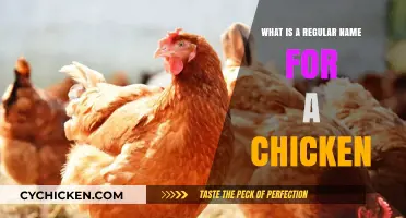 Common Chicken Names: What’s a Regular Name for a Chicken?