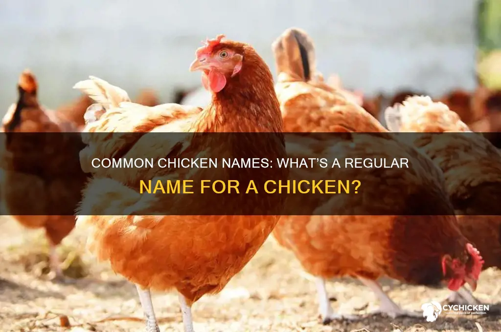 what is a regular name for a chicken